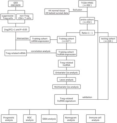 Identification and Validation of 17-lncRNA Related to Regulatory T Cell Heterogeneity as a Prognostic Signature for Head and Neck Squamous Cell Carcinoma